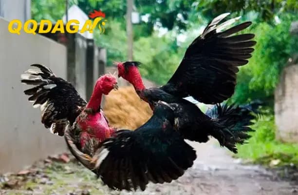 Bí Quyết Cho Gà Thay Lông Nhanh Và Đều Màu Trong Mùa Lạnh