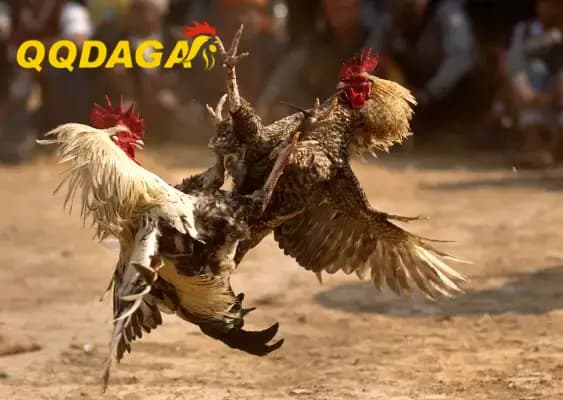 So Sánh Các Bài Tập Thể Lực Cho Gà Đá Cựa Sắt Và Gà Đòn