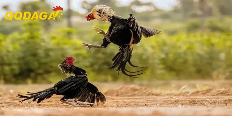Kinh Nghiệm Chăm Gà Con Giai Đoạn Đầu Giúp Tăng Tỷ Lệ Sống