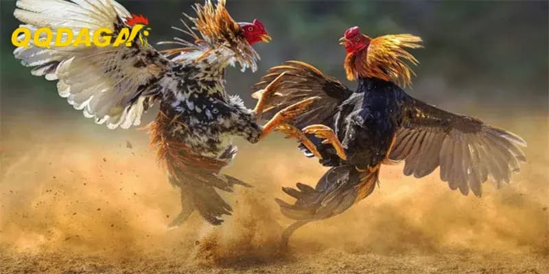 Cách Giúp Gà Sung Sức Trước Khi Lên Sới Chỉ Trong 3 Ngày