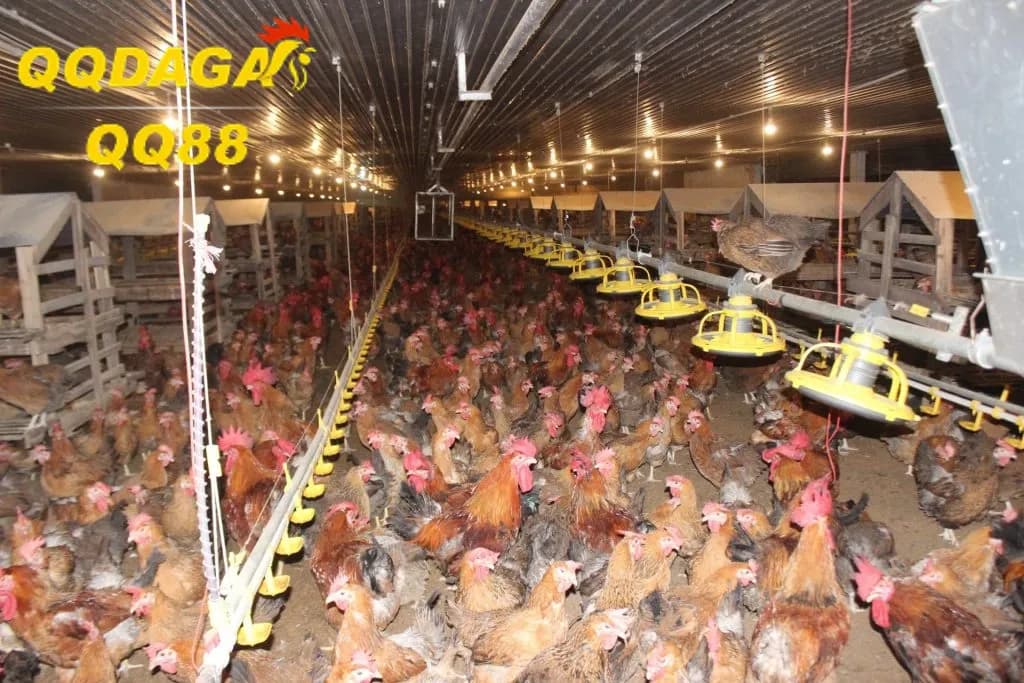 Mẹo Xử Lý Mùi Hôi Chuồng Gà Bằng Nguyên Liệu Tự Nhiên