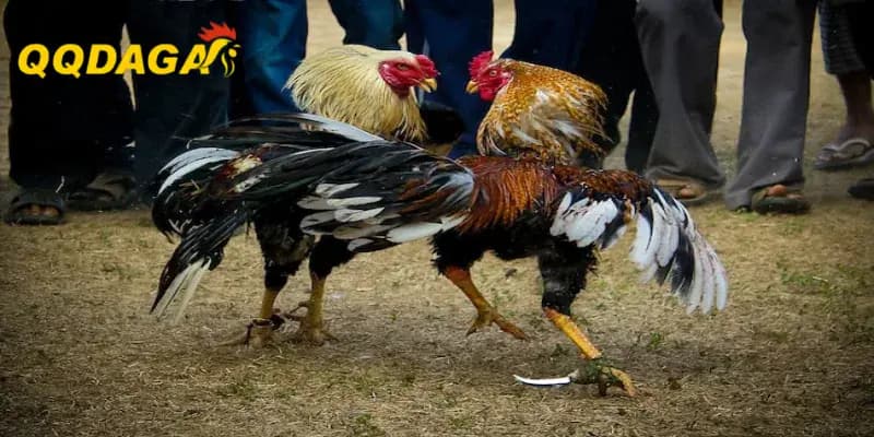 Hé Lộ Cách Phòng Tránh Dịch Bệnh Lây Lan Trong Trại Nuôi Đông Gà