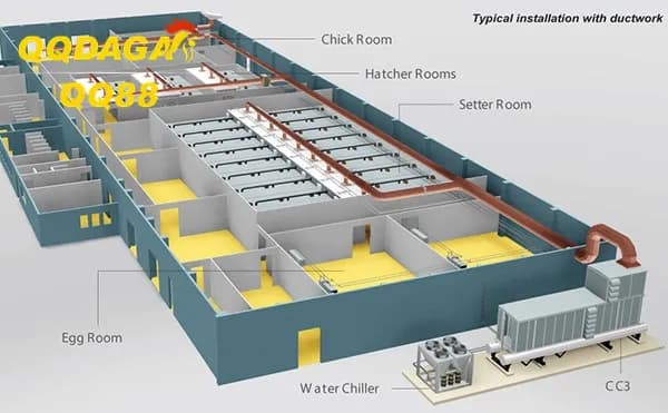 QQDAGA Hé Lộ Mẹo Giữ Chuồng Gà Luôn Khô Thoáng
