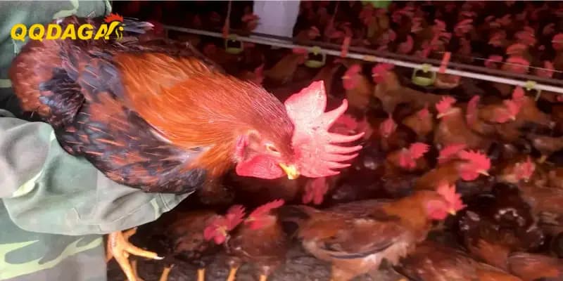 QQDAGA Bật Mí Kinh Nghiệm Chọn Và Bảo Quản Thức Ăn Để Không Hư