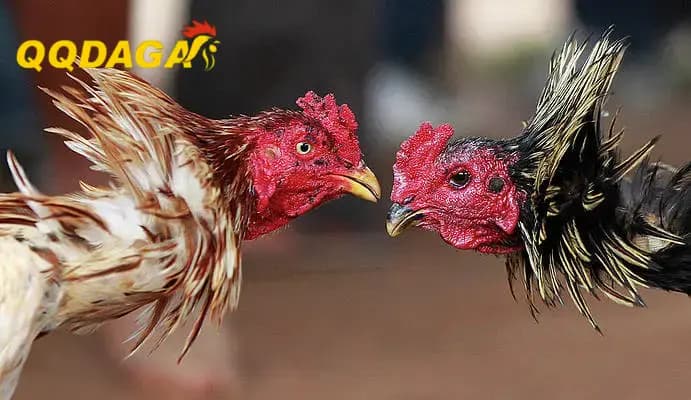 Huấn Luyện Phản Xạ Né Đòn Trong Không Gian Hẹp – Lợi Thế Trong Sới Nhỏ