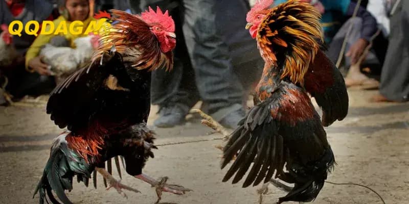 Cách Chọn Giống Gà Khỏe Mạnh Cho Người Mới Bắt Đầu