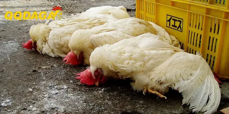 Cách Pha Trộn Thức Ăn Cho Gà Tăng Cân Nhanh Và Ít Bệnh
