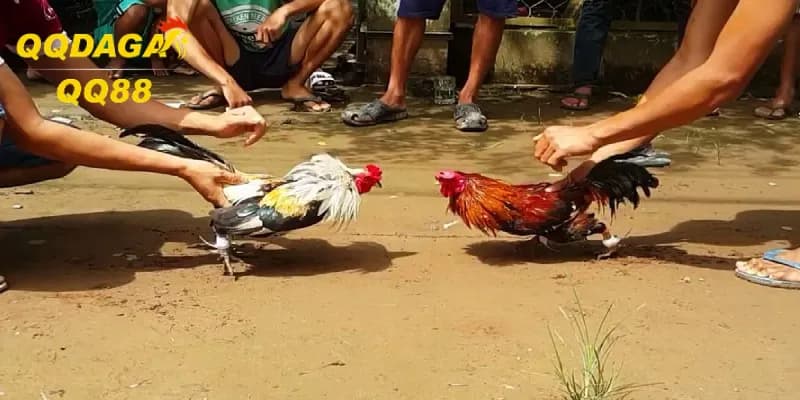 Cộng Đồng Đá Gà Online Sôi Sục Với Giải “Chiến Kê Đại Chiến 2025”