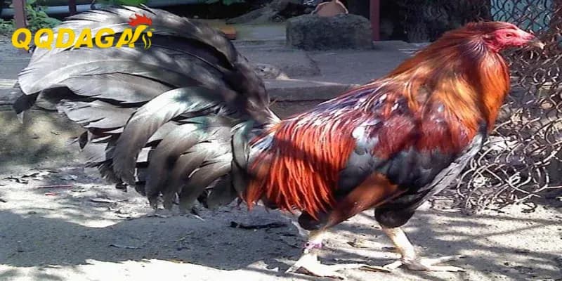 Tập Phản Xạ Cho Gà Chọi Nhanh Như Chớp Cùng Sảnh Cược QQDAGA