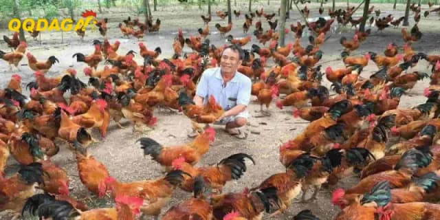 Bật Mí Chiến Lược Nhân Giống Gà Chiến Từ Chuyên Gia