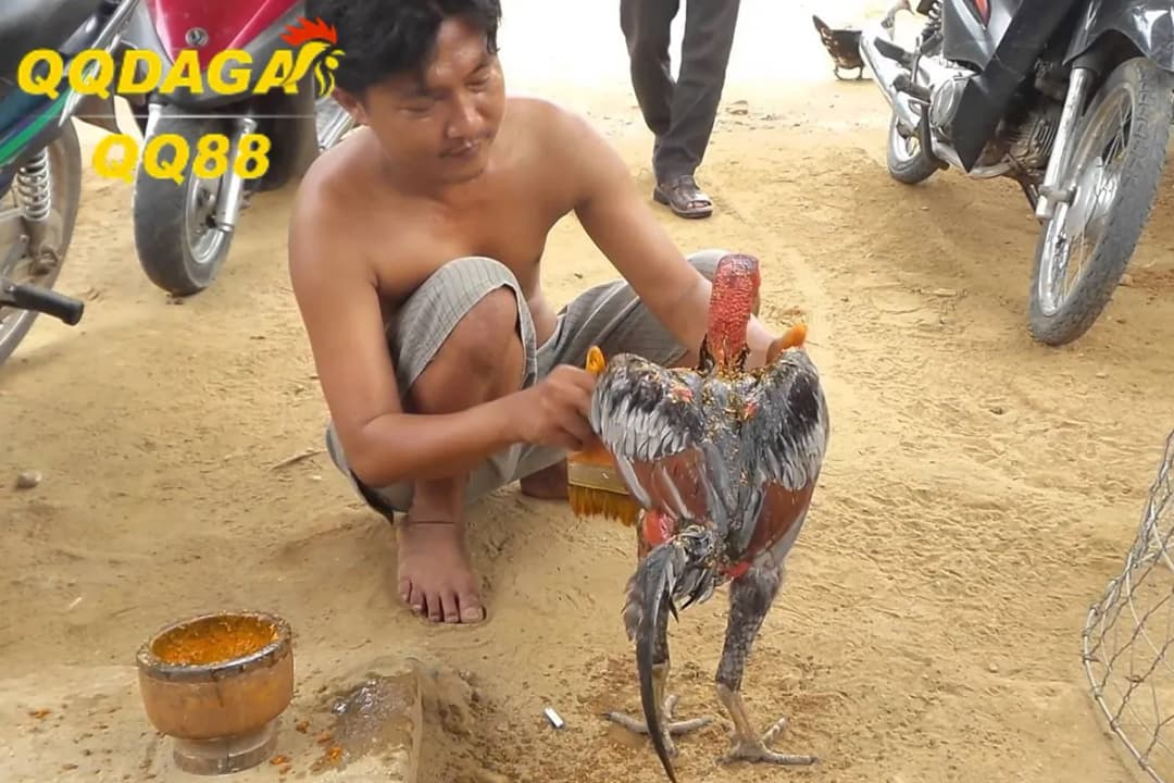 Bí Quyết Cho Gà Thay Lông Nhanh Và Đều Màu Trong Mùa Lạnh