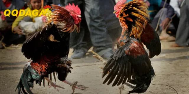 Nhận Định Kèo Gà Cựa Dao – Phong Độ Hay Chiến Thuật Lên Ngôi